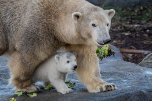 _DSC3016-BearbeitetKopie1200