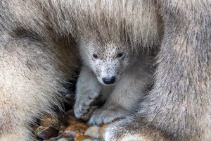 _DSC9542-BearbeitetKopie1200